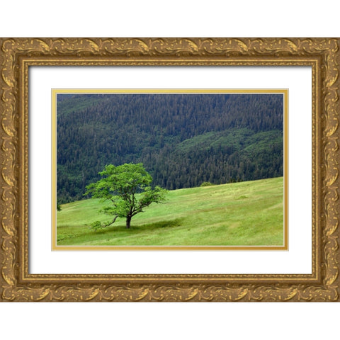 Grasses and trees-Dolason Prairie just off Bald Hills Road-California Gold Ornate Wood Framed Art Print with Double Matting by Jones, Adam