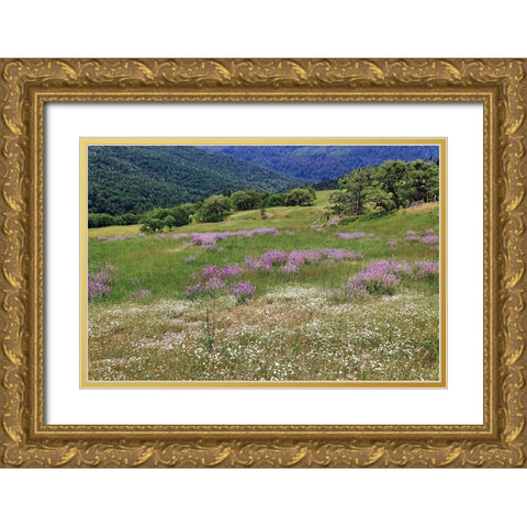 Lupine flowers on hillside-Dolason Prairie-California Gold Ornate Wood Framed Art Print with Double Matting by Jones, Adam