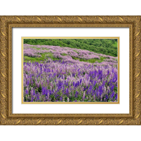 Lupine flowers on hillside-Dolason Prairie-California Gold Ornate Wood Framed Art Print with Double Matting by Jones, Adam