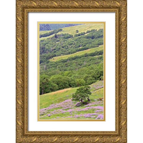 Lupine flowers on hillside-Dolason Prairie-California Gold Ornate Wood Framed Art Print with Double Matting by Jones, Adam