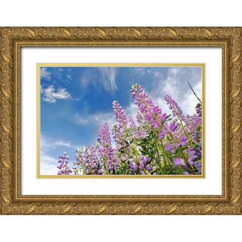Low angle view of Lupine flowers-Bald Hills Road-California Gold Ornate Wood Framed Art Print with Double Matting by Jones, Adam