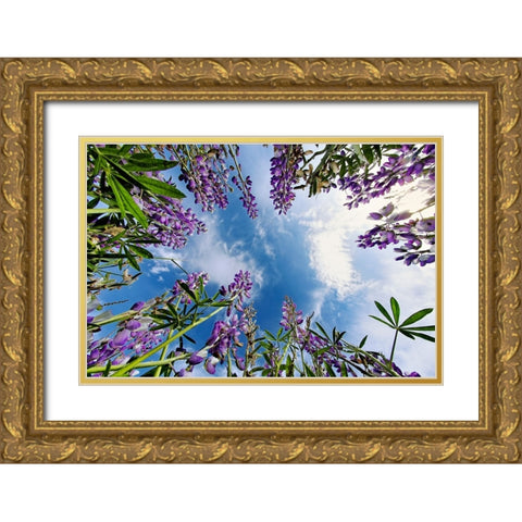Lupine flowers-Bald Hills Road-California Gold Ornate Wood Framed Art Print with Double Matting by Jones, Adam