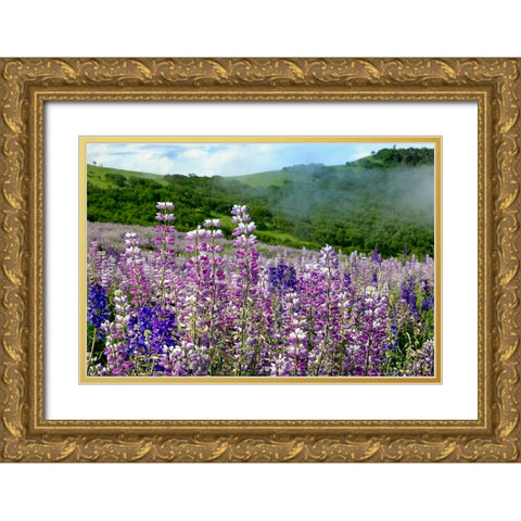 Lupine flowers-Bald Hills Road-California Gold Ornate Wood Framed Art Print with Double Matting by Jones, Adam