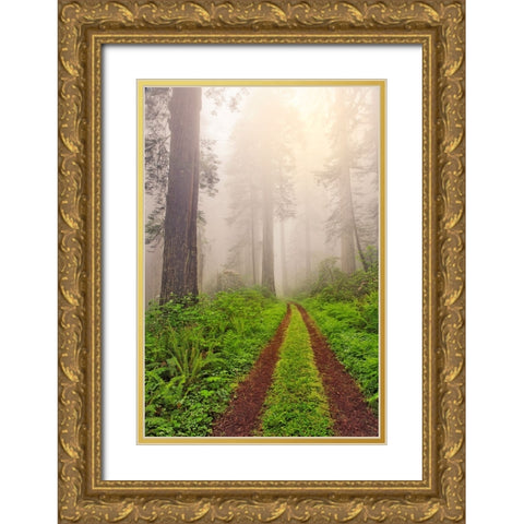 Old roadway through foggy redwood forest-Redwood National Park-California Gold Ornate Wood Framed Art Print with Double Matting by Jones, Adam