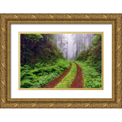 Old roadway through foggy redwood forest-Redwood National Park-California Gold Ornate Wood Framed Art Print with Double Matting by Jones, Adam