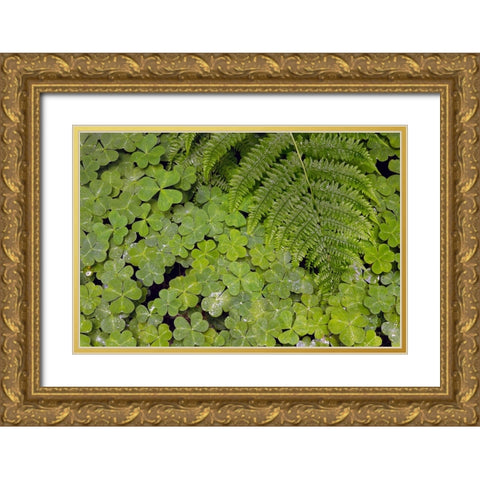 Pattern in wood Sorrel Redwood National Park-California Gold Ornate Wood Framed Art Print with Double Matting by Jones, Adam