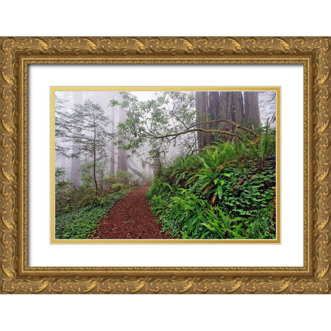 Footpath in foggy redwood forest beneath Pacific Rhododendron-Redwood National Park Gold Ornate Wood Framed Art Print with Double Matting by Jones, Adam