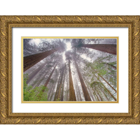 Fisheye view skyward in redwood forest-Redwood National Park-Tree-Redwood Gold Ornate Wood Framed Art Print with Double Matting by Jones, Adam