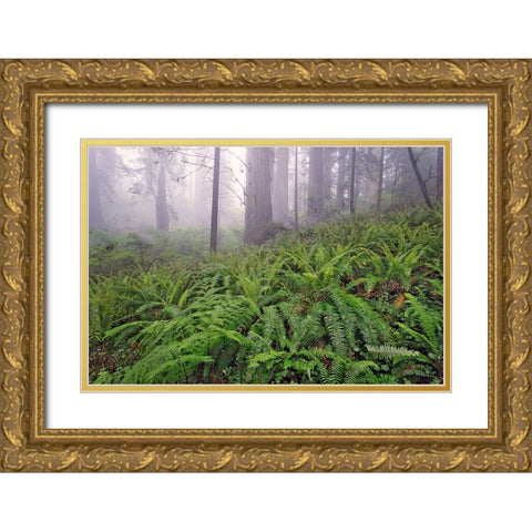 Fisheye view skyward in redwood forest-Redwood National Park-Tree-Redwood Gold Ornate Wood Framed Art Print with Double Matting by Jones, Adam