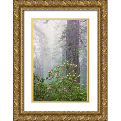 Pacific Rhododendron in foggy redwood forest-Redwood National Park, Gold Ornate Wood Framed Art Print with Double Matting by Jones, Adam