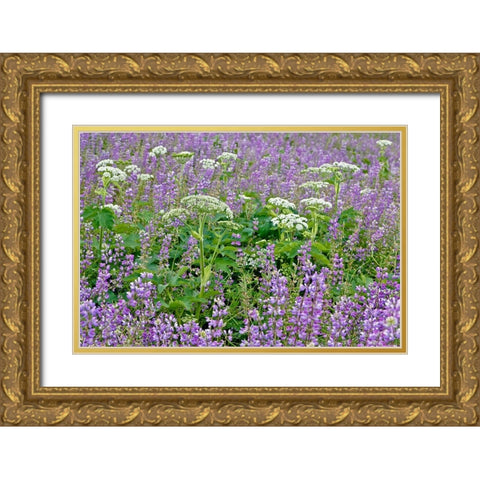 Cow parsnip and purple lupine flowers and tree in fog-Bald Hills Road-California Gold Ornate Wood Framed Art Print with Double Matting by Jones, Adam