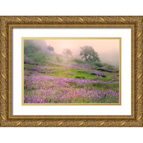 Purple Lupine flowers and tree in foggy sunrise-Bald Hills Road-California Gold Ornate Wood Framed Art Print with Double Matting by Jones, Adam