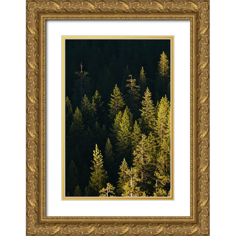 Pine trees at sunset-Yosemite National Park-California Gold Ornate Wood Framed Art Print with Double Matting by Jones, Adam