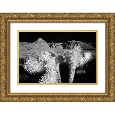 Joshua tree-Mojave Desert-California Gold Ornate Wood Framed Art Print with Double Matting by Jones, Adam