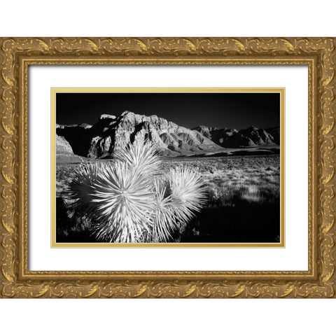 Joshua tree-Mojave Desert-California Gold Ornate Wood Framed Art Print with Double Matting by Jones, Adam