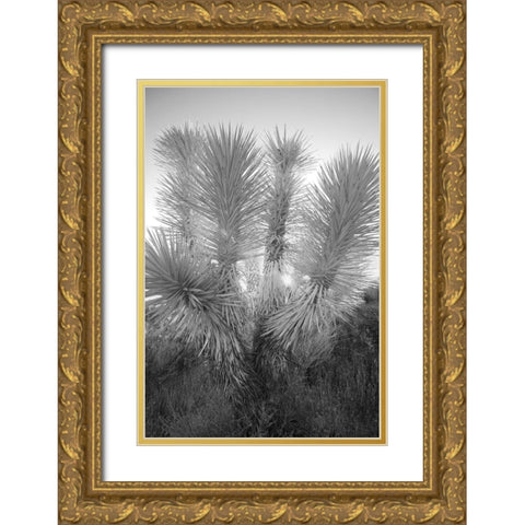 Joshua tree-Mojave Desert-California Gold Ornate Wood Framed Art Print with Double Matting by Jones, Adam