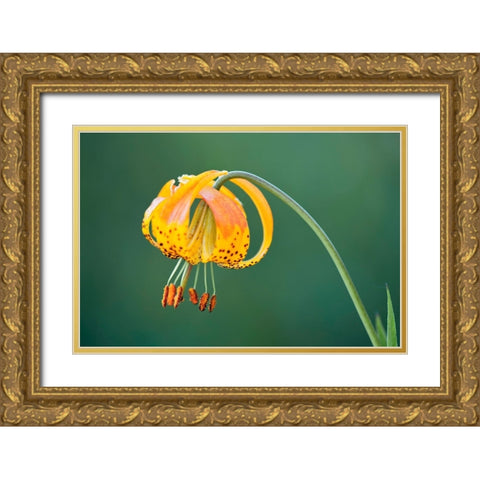Sierra Tiger Lily-Yosemite National Park-California Gold Ornate Wood Framed Art Print with Double Matting by Jones, Adam