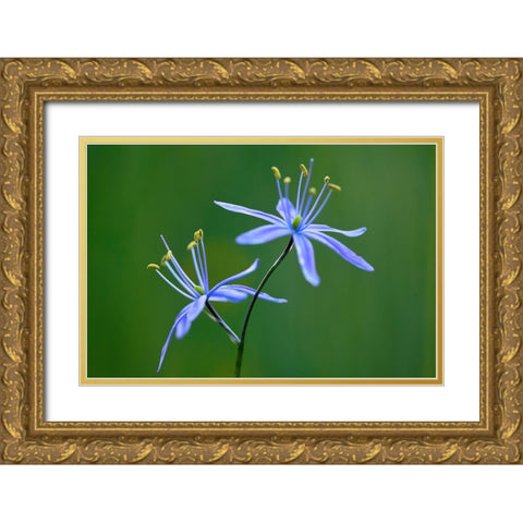 Indian Camas-Tuolumne Meadows-Yosemite National Park-California Gold Ornate Wood Framed Art Print with Double Matting by Jones, Adam
