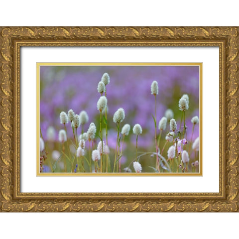Bistort flowers Tuolumne Meadows-Yosemite National Park-California Gold Ornate Wood Framed Art Print with Double Matting by Jones, Adam
