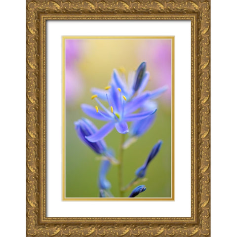 Indian Camas-Tuolumne Meadows-Yosemite National Park-California Gold Ornate Wood Framed Art Print with Double Matting by Jones, Adam