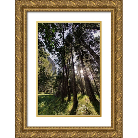 Sunlight through pine trees-Yosemite Valley-Yosemite National Park-California Gold Ornate Wood Framed Art Print with Double Matting by Jones, Adam