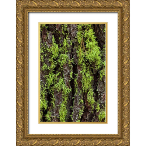 Green lichen growing on ancient giant sequoias-Yosemite National Park-California Gold Ornate Wood Framed Art Print with Double Matting by Jones, Adam