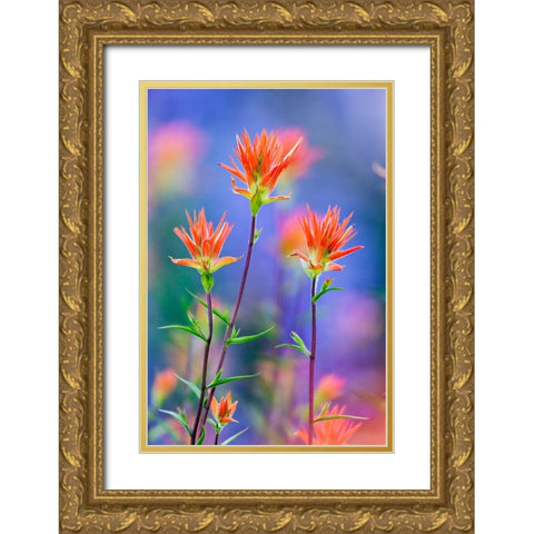 Red paintbrush-Yosemite National Park-California Gold Ornate Wood Framed Art Print with Double Matting by Jones, Adam