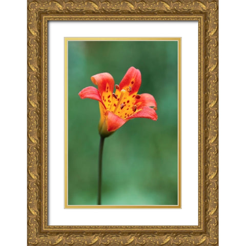 Alpine lily-Yosemite National Park-California Gold Ornate Wood Framed Art Print with Double Matting by Jones, Adam