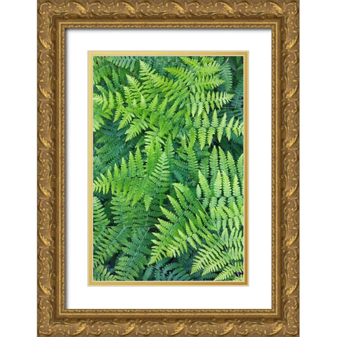 Fern pattern in forest-Yosemite National Park-California Gold Ornate Wood Framed Art Print with Double Matting by Jones, Adam