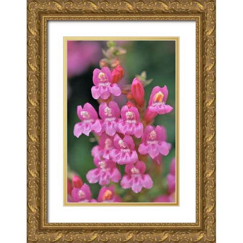 Mountain pride-Yosemite National Park-California Gold Ornate Wood Framed Art Print with Double Matting by Jones, Adam