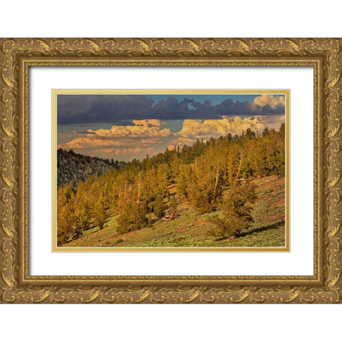 Bristlecone pine forest at sunset-White Mountains-Inyo National Forest-California Gold Ornate Wood Framed Art Print with Double Matting by Jones, Adam