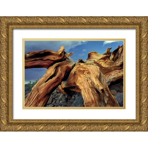 Bristlecone pine roots-White Mountains-Inyo National Forest-California Gold Ornate Wood Framed Art Print with Double Matting by Jones, Adam