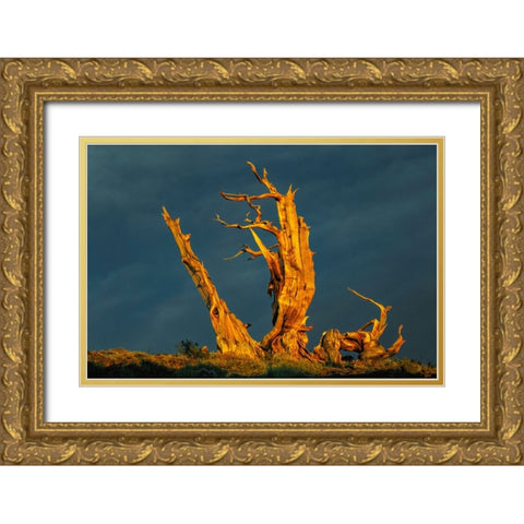 Bristlecone pine at sunset-White Mountains-Inyo National Forest-California Gold Ornate Wood Framed Art Print with Double Matting by Jones, Adam