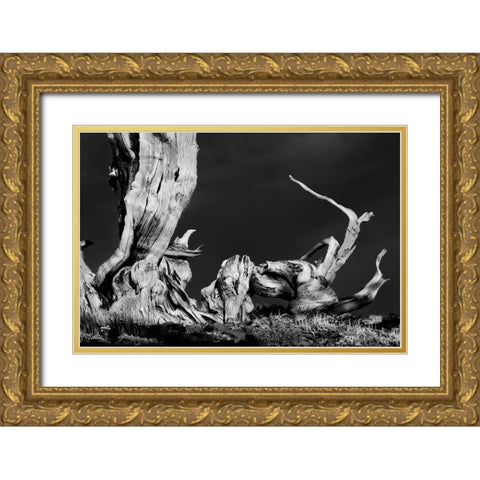 Bristlecone pine at sunset-White Mountains-Inyo National Forest-California Gold Ornate Wood Framed Art Print with Double Matting by Jones, Adam