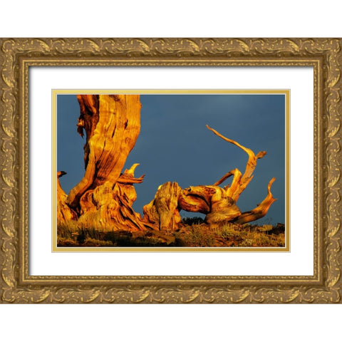 Bristlecone pine at sunset-White Mountains-Inyo National Forest-California Gold Ornate Wood Framed Art Print with Double Matting by Jones, Adam