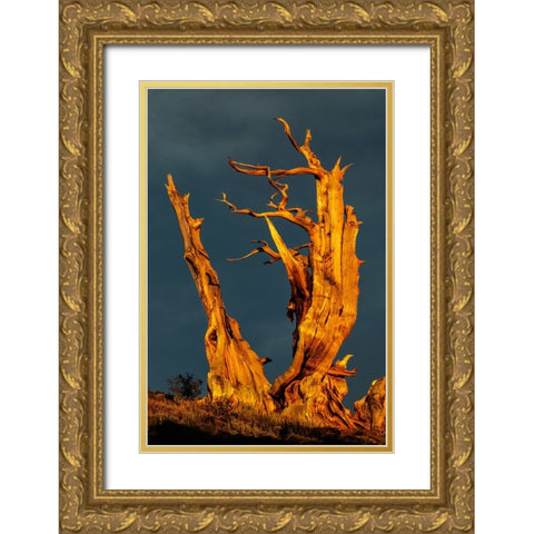 Bristlecone pine at sunset-White Mountains-Inyo National Forest-California Gold Ornate Wood Framed Art Print with Double Matting by Jones, Adam
