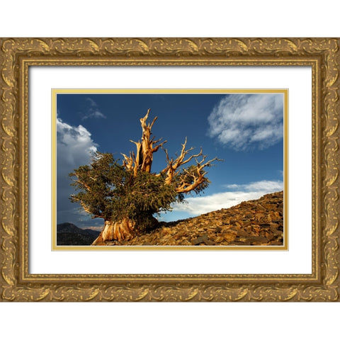 Bristlecone pine at sunset-White Mountains-Inyo National Forest-California Gold Ornate Wood Framed Art Print with Double Matting by Jones, Adam