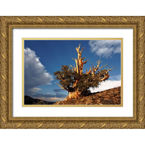 Bristlecone pine at sunset-White Mountains-Inyo National Forest-California Gold Ornate Wood Framed Art Print with Double Matting by Jones, Adam