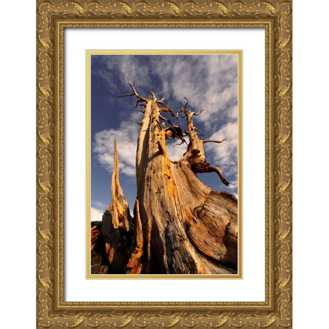 Bristlecone pine at sunset-White Mountains-Inyo National Forest-California Gold Ornate Wood Framed Art Print with Double Matting by Jones, Adam
