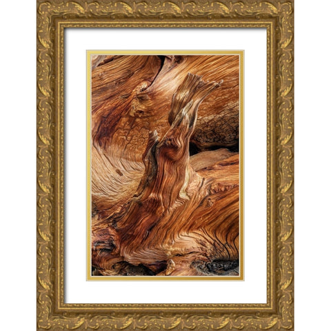 Pattern in wood of Bristlecone pine-White Mountains-Inyo National Forest-California Gold Ornate Wood Framed Art Print with Double Matting by Jones, Adam