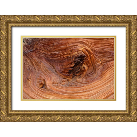 Pattern in wood of Bristlecone pine-White Mountains-Inyo National Forest-California Gold Ornate Wood Framed Art Print with Double Matting by Jones, Adam