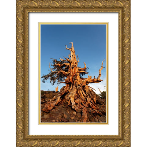Bristlecone pine at sunset-White Mountains-Inyo National Forest-California Gold Ornate Wood Framed Art Print with Double Matting by Jones, Adam