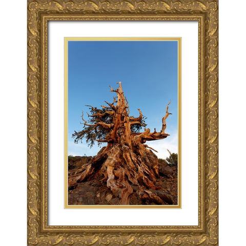 Bristlecone pine at sunset-White Mountains-Inyo National Forest-California Gold Ornate Wood Framed Art Print with Double Matting by Jones, Adam