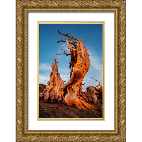 Bristlecone pine at sunset-White Mountains-Inyo National Forest-California Gold Ornate Wood Framed Art Print with Double Matting by Jones, Adam