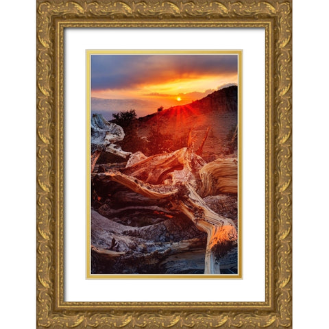 Bristlecone pine at sunset-White Mountains-Inyo National Forest-California Gold Ornate Wood Framed Art Print with Double Matting by Jones, Adam