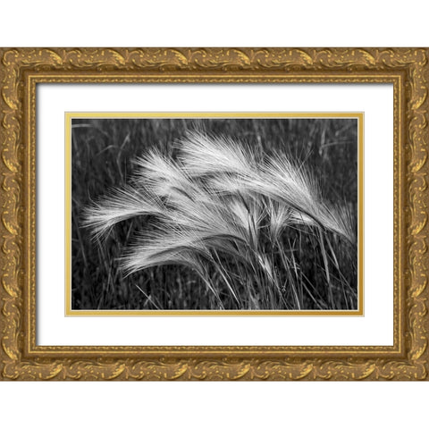 Foxtail grasses-Mono Lake-Tufa State Natural Reserve-California Gold Ornate Wood Framed Art Print with Double Matting by Jones, Adam