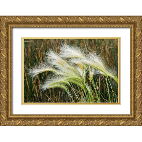 Foxtail grasses-Mono Lake-Tufa State Natural Reserve-California Gold Ornate Wood Framed Art Print with Double Matting by Jones, Adam