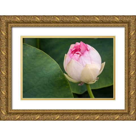 California-Santa Barbara Lotusland garden-Summer Solstice Twilight Reception-lotus flower Gold Ornate Wood Framed Art Print with Double Matting by Jones, Alison