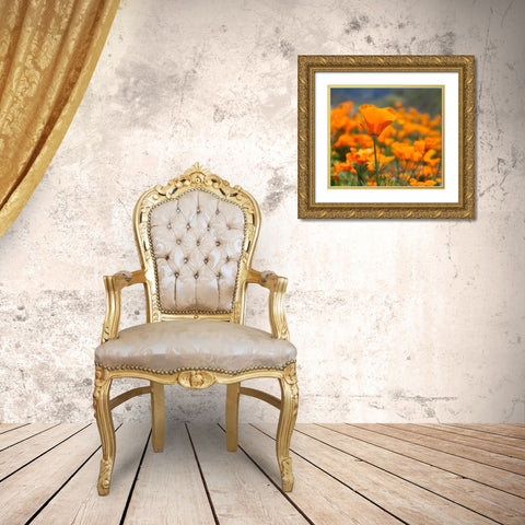 California Poppies-Big Sur-California-USA Gold Ornate Wood Framed Art Print with Double Matting by Miller, Anna
