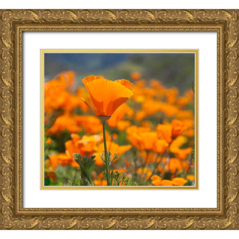 California Poppies-Big Sur-California-USA Gold Ornate Wood Framed Art Print with Double Matting by Miller, Anna